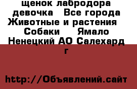 щенок лабродора девочка - Все города Животные и растения » Собаки   . Ямало-Ненецкий АО,Салехард г.